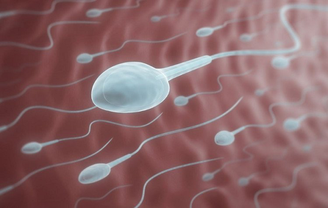 Quá trình tái tạo tinh trùng sẽ được diễn ra liên tục trong cơ thể nam giới